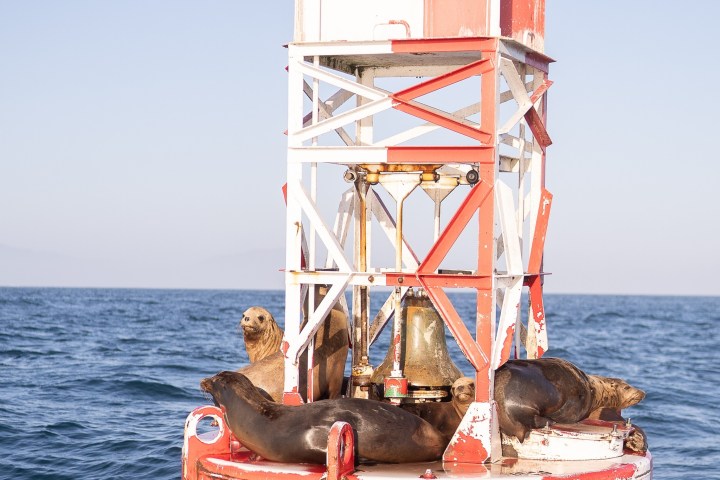 Seals resting on a buoy floating in the ocean.