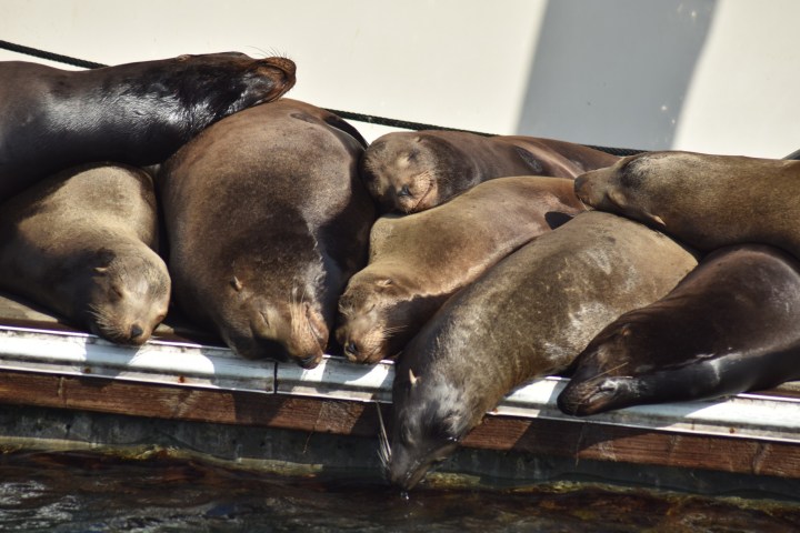 Sea lions lounging closely together on a dock.